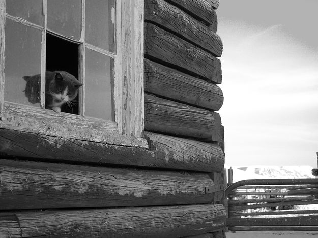 Furry feline. Photo by Gordie Banks.