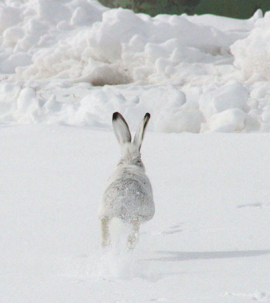 Spooked. Photo by Dawn Ballou, Pinedale Online.