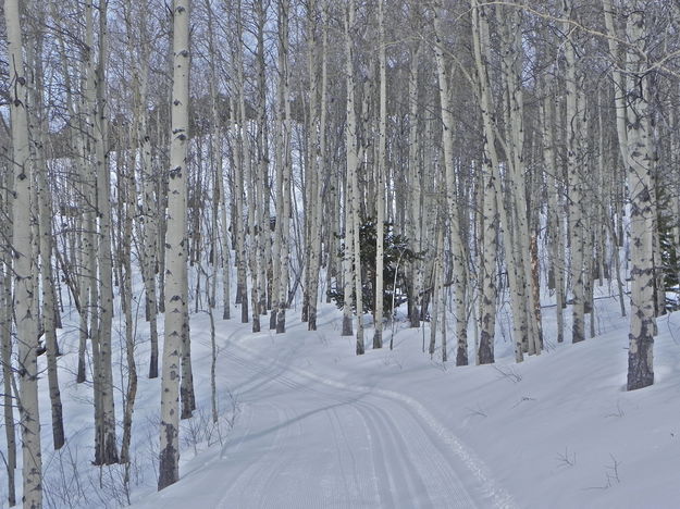 Groomed Nordic Ski Trail. Photo by Scott Almdale.