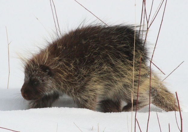 Porcupine. Photo by Dawn Ballou, Pinedale Online.