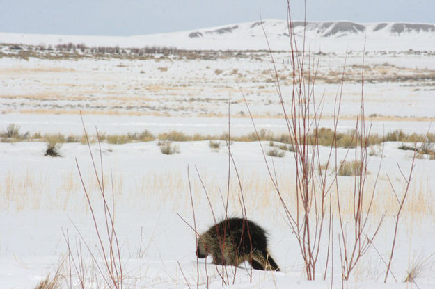 Ambling away. Photo by Dawn Ballou, Pinedale Online.