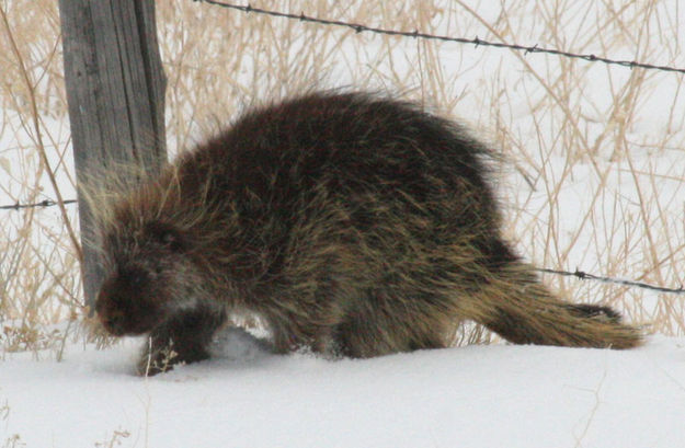 Unscathed. Photo by Dawn Ballou, Pinedale Online.