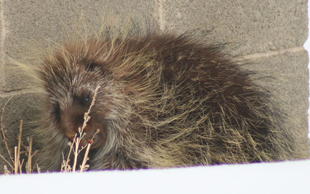 Nibbling. Photo by Dawn Ballou, Pinedale Online.