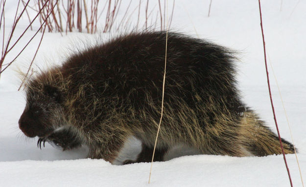 Claws. Photo by Dawn Ballou, Pinedale Online.