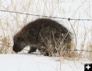 Stepping over the wire. Photo by Dawn Ballou, Pinedale Online.