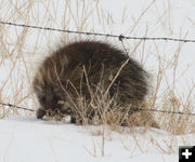 Pushing down the barb wire. Photo by Dawn Ballou, Pinedale Online.