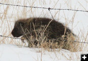 Through the fence. Photo by Dawn Ballou, Pinedale Online.