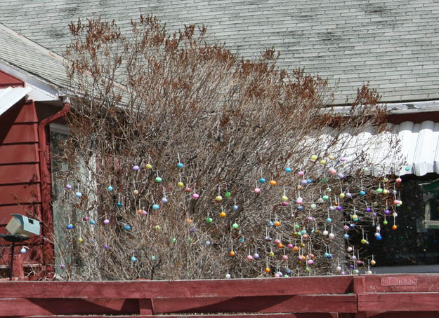 Egg tree. Photo by Dawn Ballou, Pinedale Online.