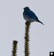 Mountain Bluebird. Photo by Dave Bell.