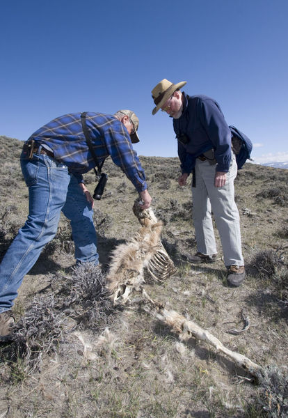 2011 fawn survey. Photo by Mark Gocke, Wyoming Game and Fish Department.