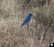 Bluebird. Photo by Dave Bell.