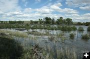 New Fork River - June 25. Photo by Dawn Ballou, Pinedale Online.