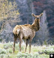 Scraggly Elk. Photo by Dave Bell.