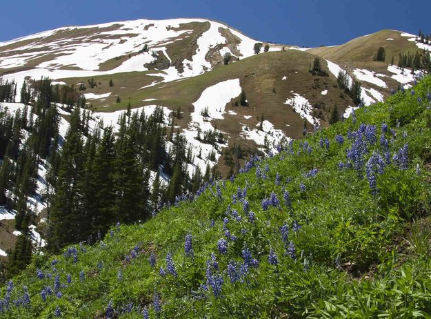 Lupine hillside. Photo by Dave Bell.