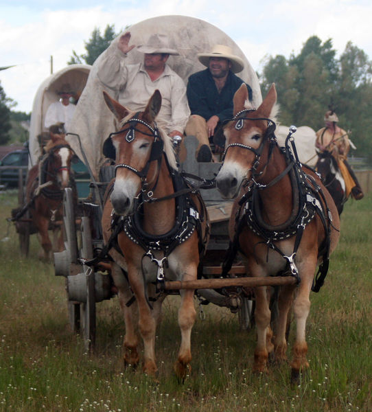 American Fur Company. Photo by Clint Gilchrist, Pinedale Online.