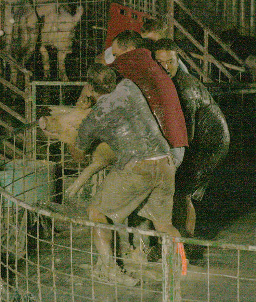 Swine Flu. Photo by Dawn Ballou, Pinedale Online.