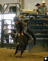 Riley Dauwen - Calf Riding. Photo by Dawn Ballou, Pinedale Online.