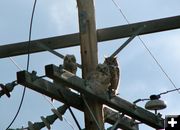 Watching us watch you. Photo by Amy Sletten.