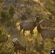 Gathering up the girls. Photo by Dave Bell.