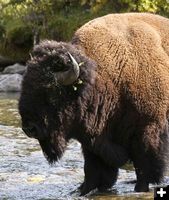 Bison. Photo by Dave Bell.