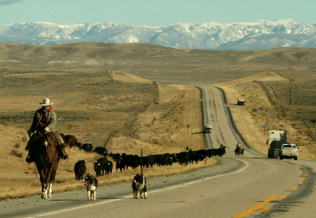 Cowboy and cowdogs. Photo by Dawn Ballou, Pinedale Online.