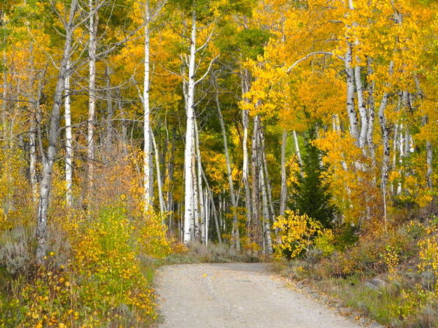 Fall colors. Photo by Scott Almdale.