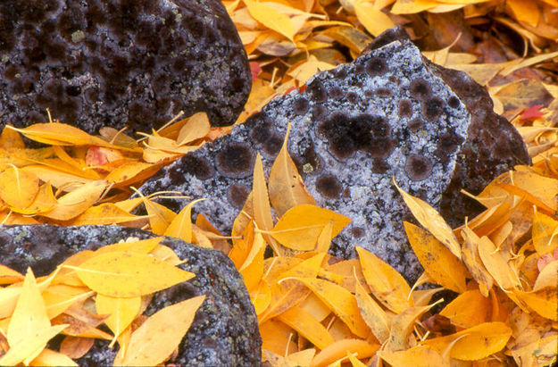 Lichen and Leaves. Photo by Fred Pflughoft.