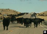 Cattle Drive. Photo by Dawn Ballou, Pinedale Online.