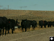 Plodding along. Photo by Dawn Balou, Pinedale Online.