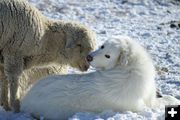 Rena and her friend. Photo by Cat Urbigkit.