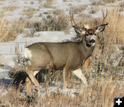 Mule Deer buck. Photo by Lauren Tarvis.