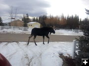 Bull moose. Photo by Duke Edwards.