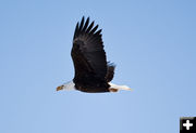 Bald Eagle. Photo by Dave Bell.