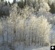 Frosty trees. Photo by Bill Winney.