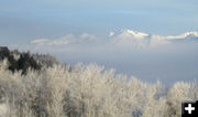 Frost and fog. Photo by Bill Winney.