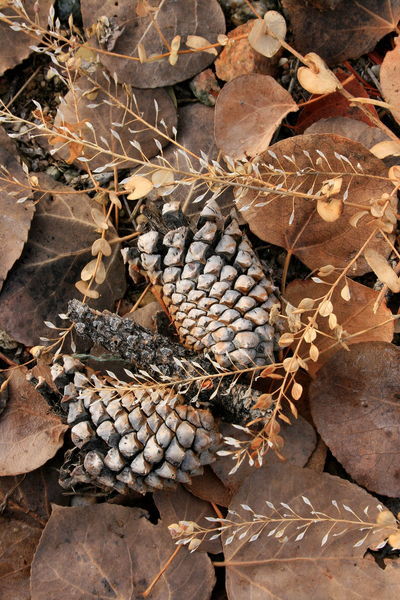 Cones, leaves and weeds. Photo by Fred Pflughoft.