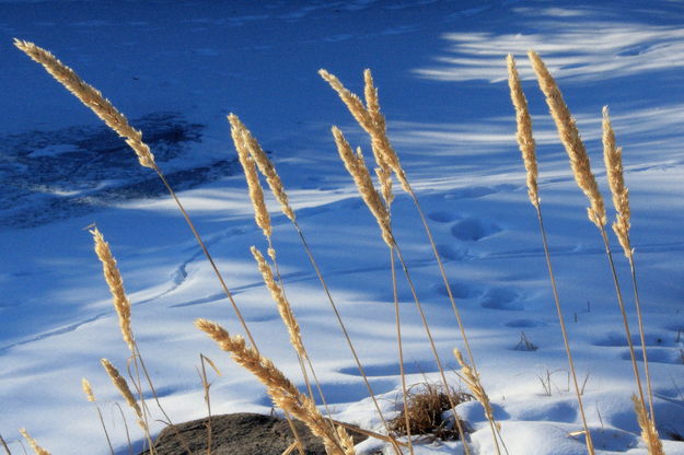 Long shadows. Photo by Fred Pflughoft.