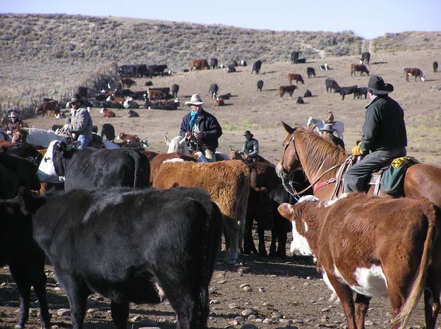 The cutting grounds. Photo by Dawn Ballou, Pinedale Online.