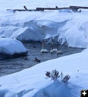 Forty Rod Trumpeter Swans. Photo by Dave Bell.