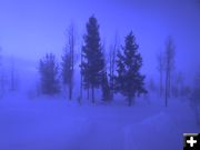 Ghost trees. Photo by Bill Winney.