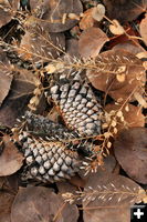 Cones, leaves and weeds. Photo by Fred Pflughoft.