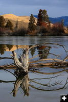 Octostump. Photo by Pinedale Online.