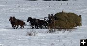 Haying with horses. Photo by Dave Bell.