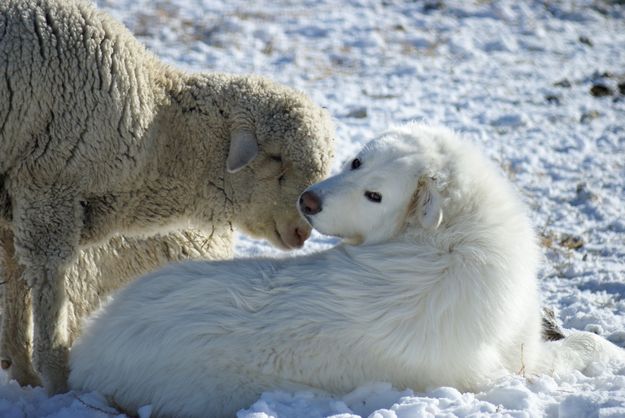 Sheep Guardian Dog. Photo by Cat Urbigkit.