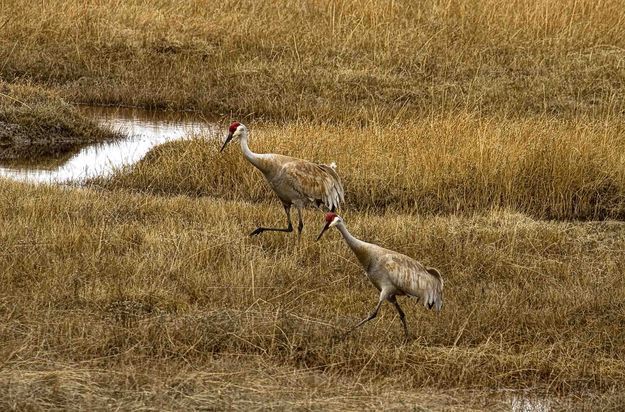 Sandhill Cranes. Photo by Dave Bell.