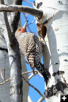 Flicker. Photo by Fred Pflughoft.