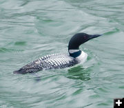 Common Loon. Photo by Dave Bell.