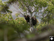 Bear cub. Photo by Mike Lillrose.