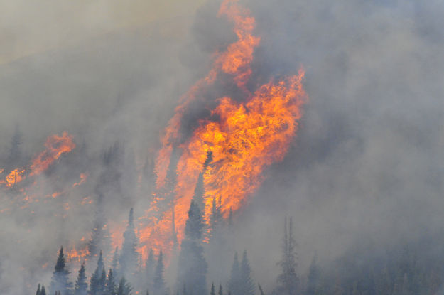 Torching trees. Photo by Tyler Foster.