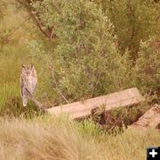 Owl. Photo by Tara Barnes.